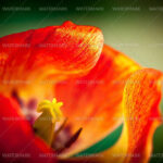 7174702318_13cd93dd4c_h-1