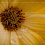 7285020254_d64437a940_h-1