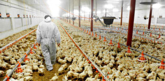 UGT FICA ADVIERTE A LAS PATRONALES QUE ESTÁN PONIENDO EN PELIGRO LA FIRMA DEL CONVENIO ESTATAL DE MATADEROS DE AVES Y CONEJOS