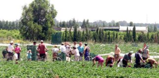 LES PATRONALS AGRÀRIES BOICOTEGEN L’EQUIPARACIÓ DEL SMI A LES TAULES SALARIALS DE TREBALLADORS I TREBALLADORES DEL CAMP