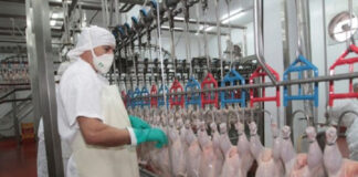UGT FICA ESTUDIA PRESENTAR CONFLICTO COLECTIVO CONTRA LA PATRONAL DE MATADEROS DE AVES Y CONEJOS