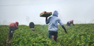 UGT FICA DE CATALUNYA INTERPOSA UN RECURS DE CASSACIÓ AL TRIBUNAL SUPREM PER EXIGIR QUE ALS SALARIS DEL CONVENI AGROPECUARI DE CATALUNYA S’ADEQÜIN A L’SMI