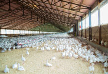 ALCANZADO UN PREACUERDO EN LA NEGOCIACIÓN DEL CONVENIO DE GRANJAS AVÍCOLAS Y OTROS ANIMALES