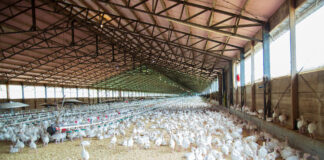 ALCANZADO UN PREACUERDO EN LA NEGOCIACIÓN DEL CONVENIO DE GRANJAS AVÍCOLAS Y OTROS ANIMALES