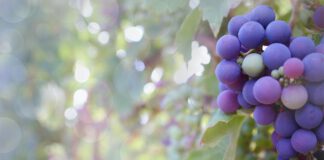 EL ACUERDO ARANCELARIO ENTRE LA UE Y EE.UU. HACE SONAR LA ALARMA PARA LOS TRABAJADORES AGROALIMENTARIOS