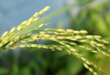 LA PATRONAL BLOQUEA LA NEGOCIACIÓN DEL CONVENIO ESTATAL DE INDUSTRIAS DE ELABORACIÓN DEL ARROZ