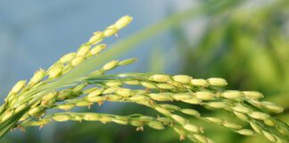 LA PATRONAL BLOQUEA LA NEGOCIACIÓN DEL CONVENIO ESTATAL DE INDUSTRIAS DE ELABORACIÓN DEL ARROZ