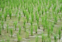 ALCANZADO UN PREACUERDO EN EL SIMA DEL CONVENIO ESTATAL DE LA INDUSTRIA DE ELABORACIÓN DEL ARROZ