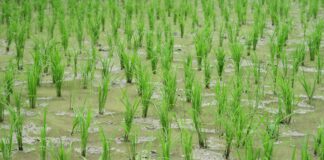 ALCANZADO UN PREACUERDO EN EL SIMA DEL CONVENIO ESTATAL DE LA INDUSTRIA DE ELABORACIÓN DEL ARROZ