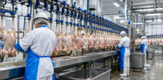 UGT FICA DA POR ROTAS LAS NEGOCIACIONES DEL CONVENIO COLECTIVO DE MATADEROS DE AVES Y CONEJOS